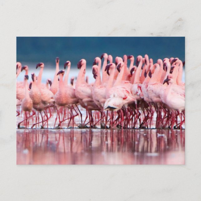 Large Group Of Lesser Flamingos Postcard (Front)