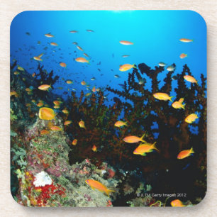 Large group of Sea Goldie fish swimming Coaster