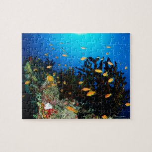 Large group of Sea Goldie fish swimming Jigsaw Puzzle