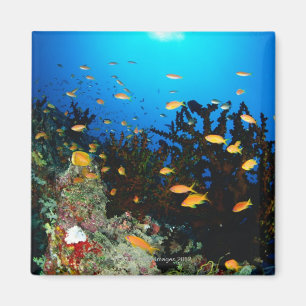 Large group of Sea Goldie fish swimming Magnet