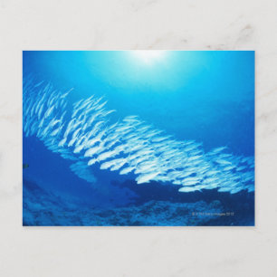 Large group of Yellowfin Goatfish swimming Postcard