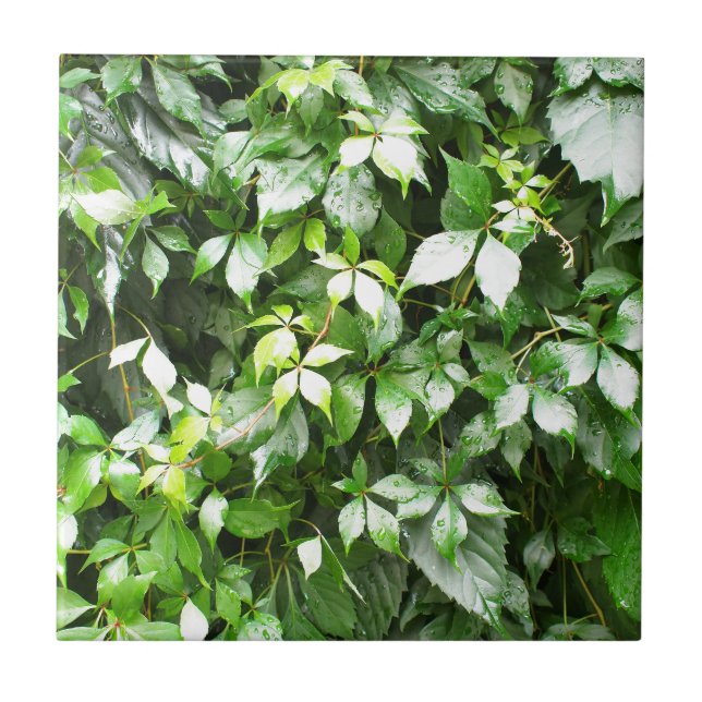 Large growths of green ivy creeping tile (Front)