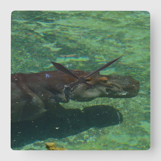 Large Hippopotamus Swimming Under Water, Square Wall Clock (Front)