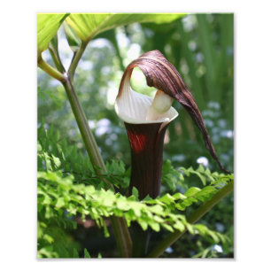 Large Jack In The Pulpit Flower Close Up 8x10 Photo Print