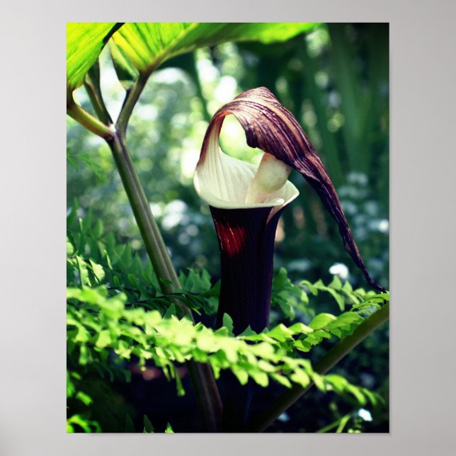 Large Jack In The Pulpit Flower Close Up Poster (Front)