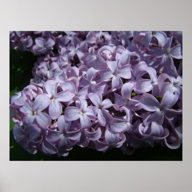Large Lilac Blooms Poster (Front)