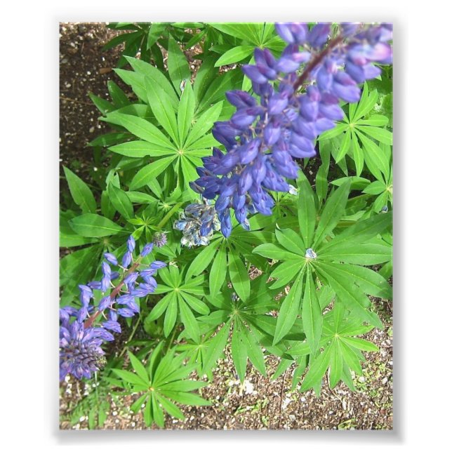 Large Lupin Photo Print (Front)