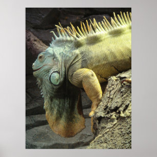 Large male Iguana sp. Poster