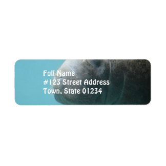 Large Manatee Underwater