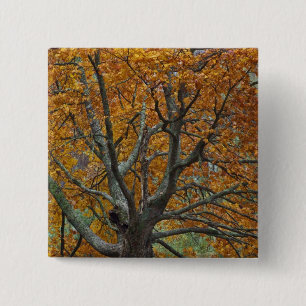 Large maple tree in autumn, Bass Lake, near 15 Cm Square Badge