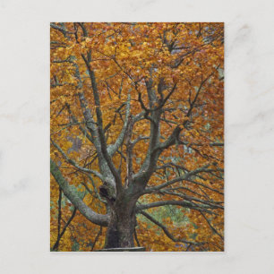 Large maple tree in autumn, Bass Lake, near Postcard