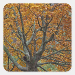 Large maple tree in autumn, Bass Lake, near Square Sticker