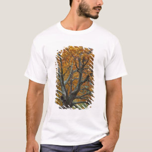 Large maple tree in autumn, Bass Lake, near T-Shirt
