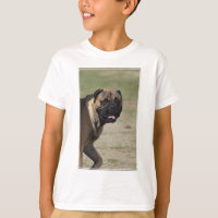 Large Mastiff Dog