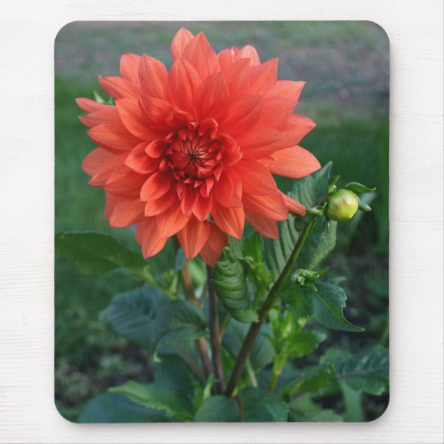 Large Orange Dahlia Flower bud Mouse Pad (Front)