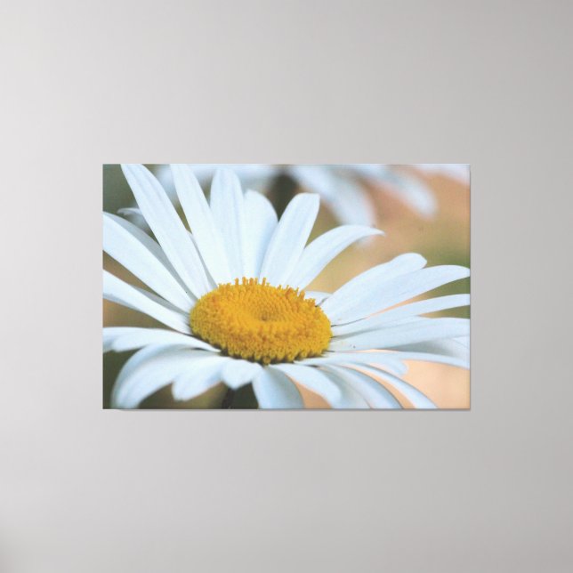 Large Over Sized Daisy Canvas Print (Front)