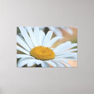 Large Over Sized Daisy Canvas Print