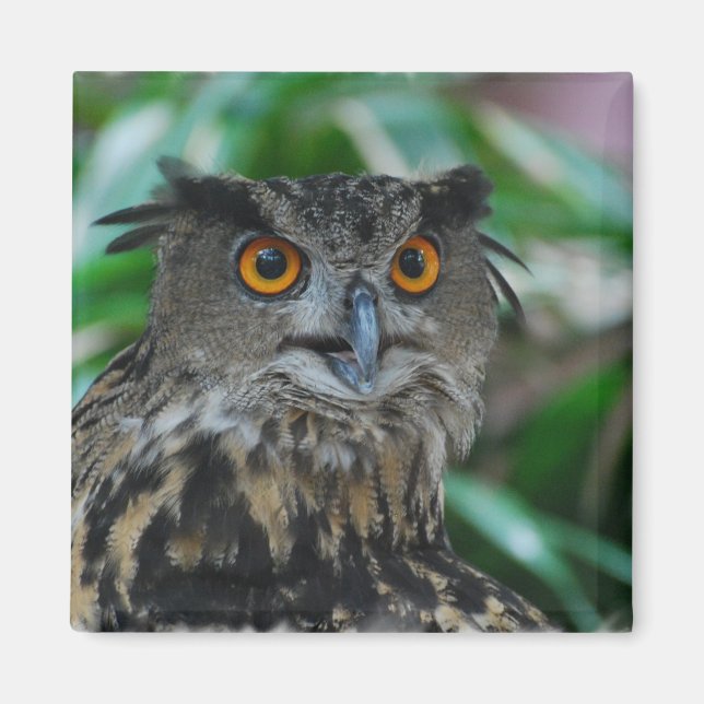 Large Owl Magnet (Front)
