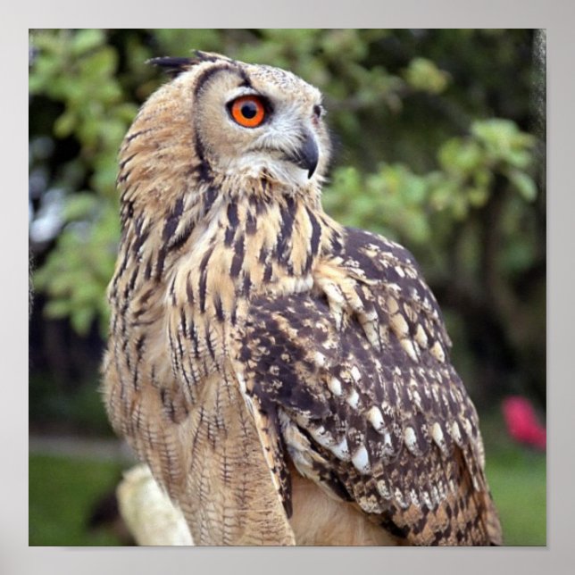 Large Owl on Fence Poster (Front)