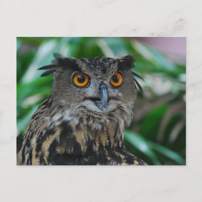 Large Owl Postcard (Front)