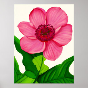 Large Pink Anemone with Emerald Green Leaves Poster