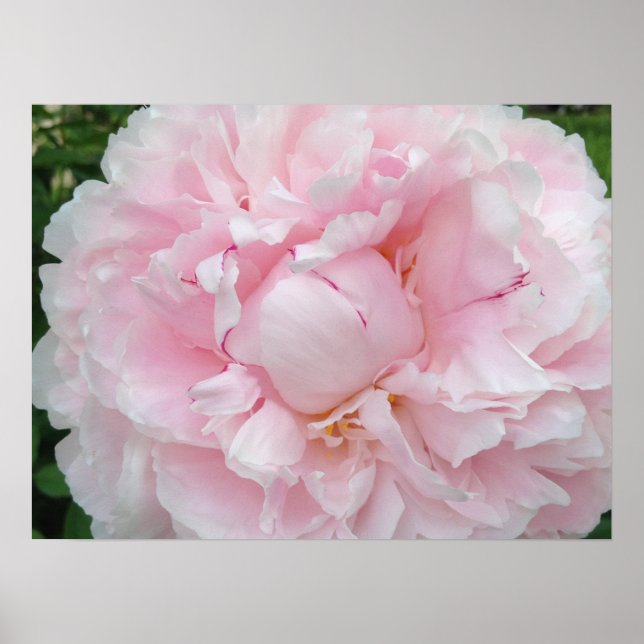 Large Pink Peony Flower Poster (Front)