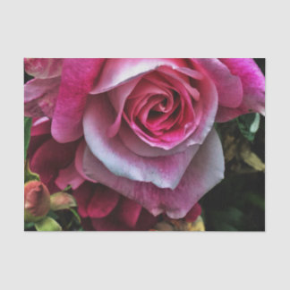 Large Pink Rose Tissue Paper