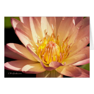 Large Pink waterlily