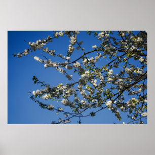 Large Poster - Branches of the Wild Cherry 