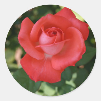 Large red orange rose flower blossom sticker