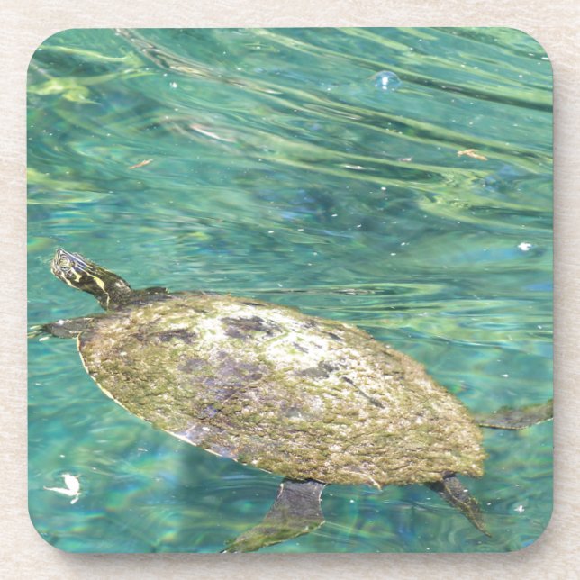 large river turtle swimming coaster (Front)