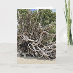 Large root system on the Beach Birthday Card