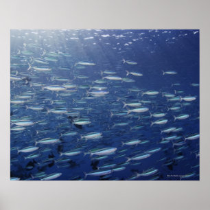 Large school of bluestreak fusiliers poster