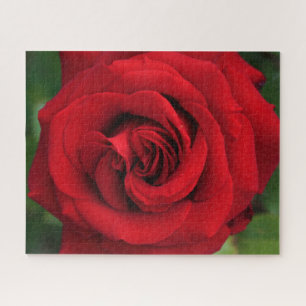 Large Single Red Rose Up Close Jigsaw Puzzle