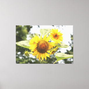 Large Sunflowers Canvas Print