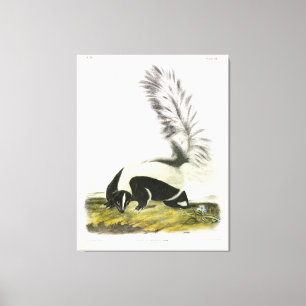 Large-tailed Skunk, Hooded Skunk, by Audubon Canvas Print