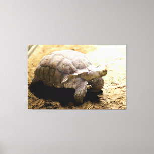 Large Tortoise on Sandy Ground Canvas Print