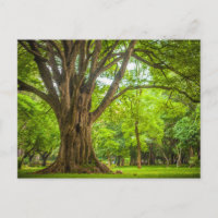 Large Tree in the Park