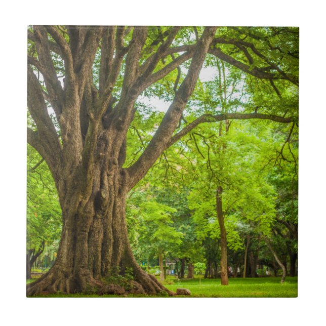 Large Tree in the Park Tile (Front)