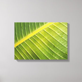 Large Tropical Leaf with Water Droplets by Rayada Canvas Print