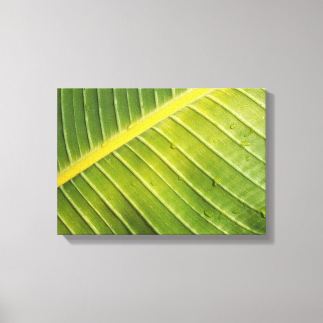 Large Tropical Leaf with Water Droplets by Rayada Canvas Print (Front)