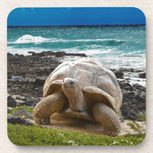 Large turtle at the sea edge coaster