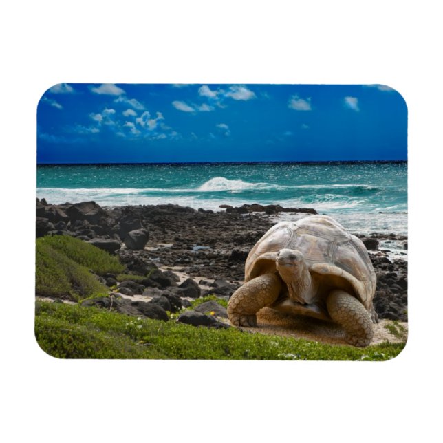 Large turtle at the sea edge magnet (Horizontal)