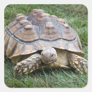 Large Turtle Sticker