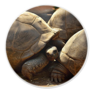 LARGE TURTLES ON A CERAMIC KNOB