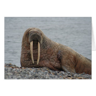 Large Walrus on Rocks