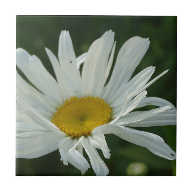 Large White and yellow Daisy Aster flowers Tile (Front)