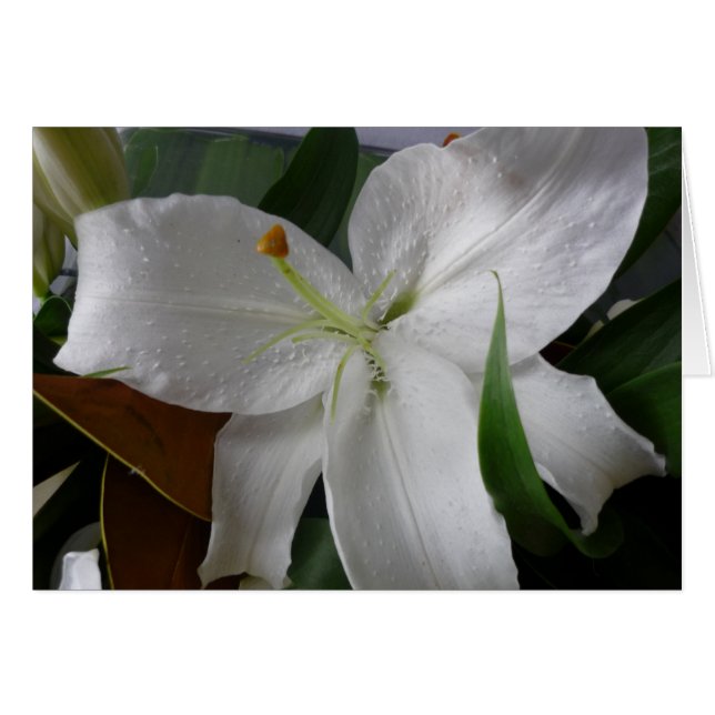 large white flower (Front Horizontal)