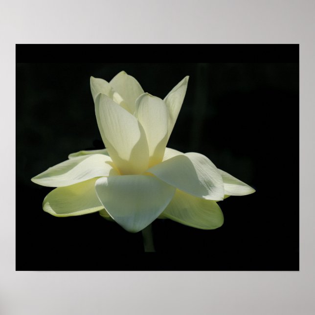 Large White Lotus Flower Poster (Front)