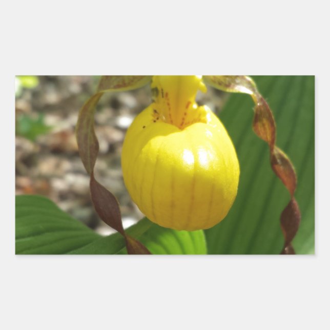 Large Yellow Lady Slipper Cypripedium Rectangular Sticker (Front)